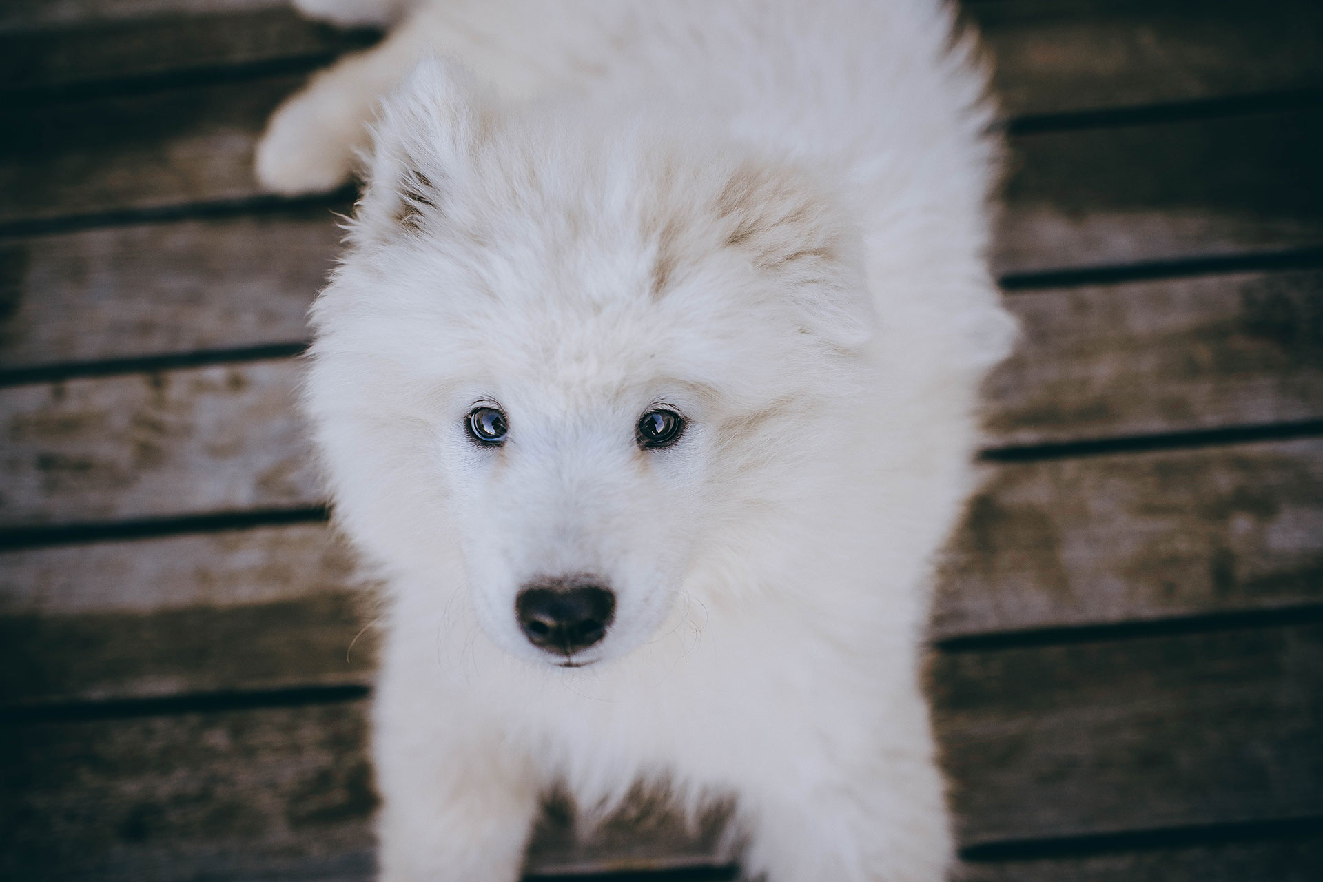 Accueil chiot - Canitopia Educateur canin Belz Morbihan Bretagne