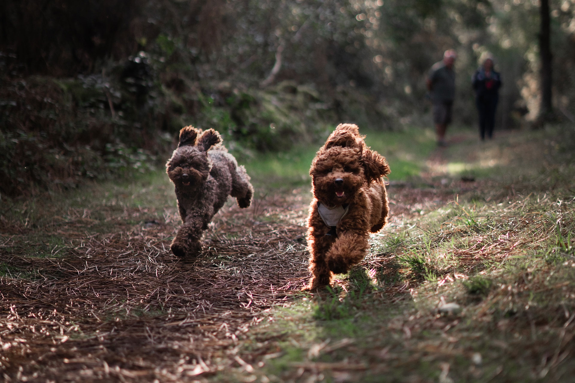 Balade collective chien - Canitopia Educateur canin Belz Morbihan Bretagne