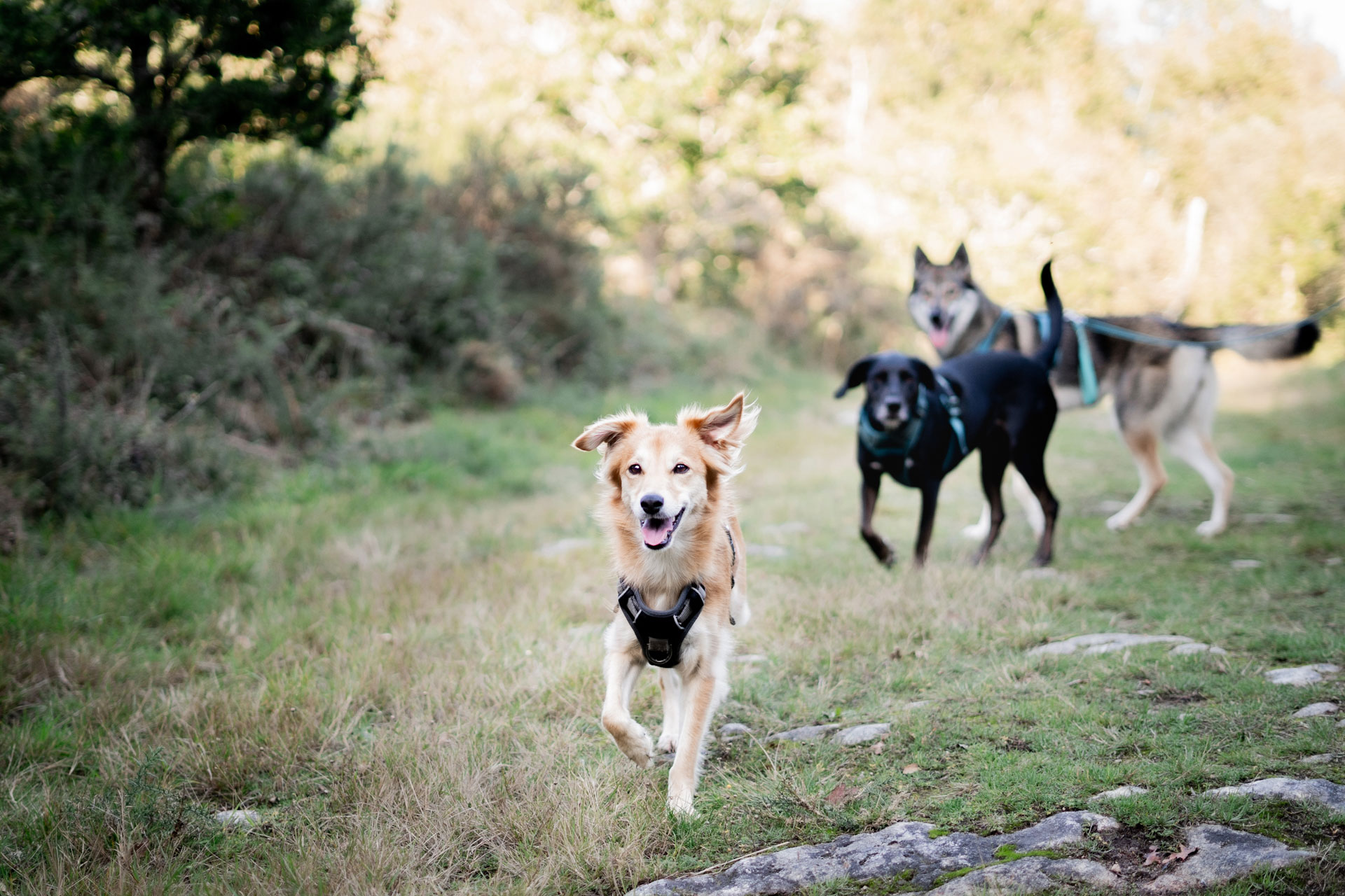 Balade éducative chien - Canitopia Educateur canin Belz Morbihan Bretagne