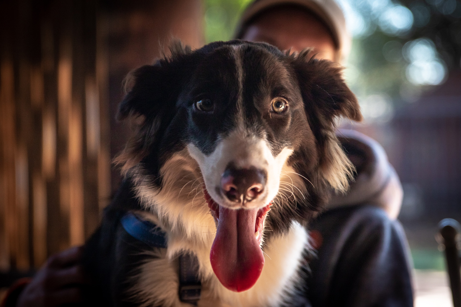 Bilan comportemental chien - Canitopia Educateur canin Belz Morbihan Bretagne