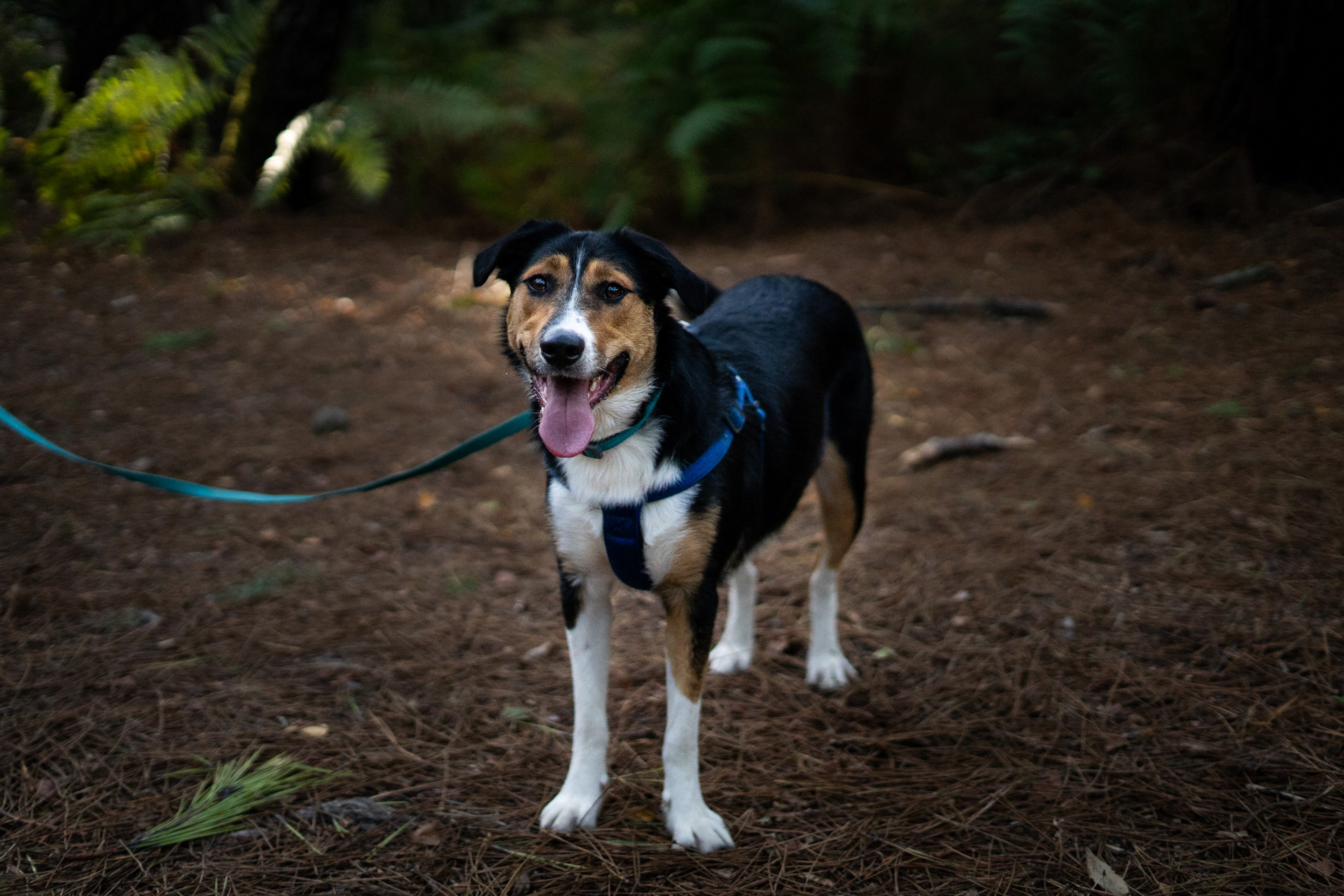 Cours comportement chien - Canitopia Educateur canin Belz Morbihan Bretagne