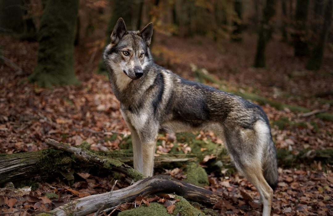 Canitopia- Educateur Comportementaliste Canin - Morbihan- chien-loup-1