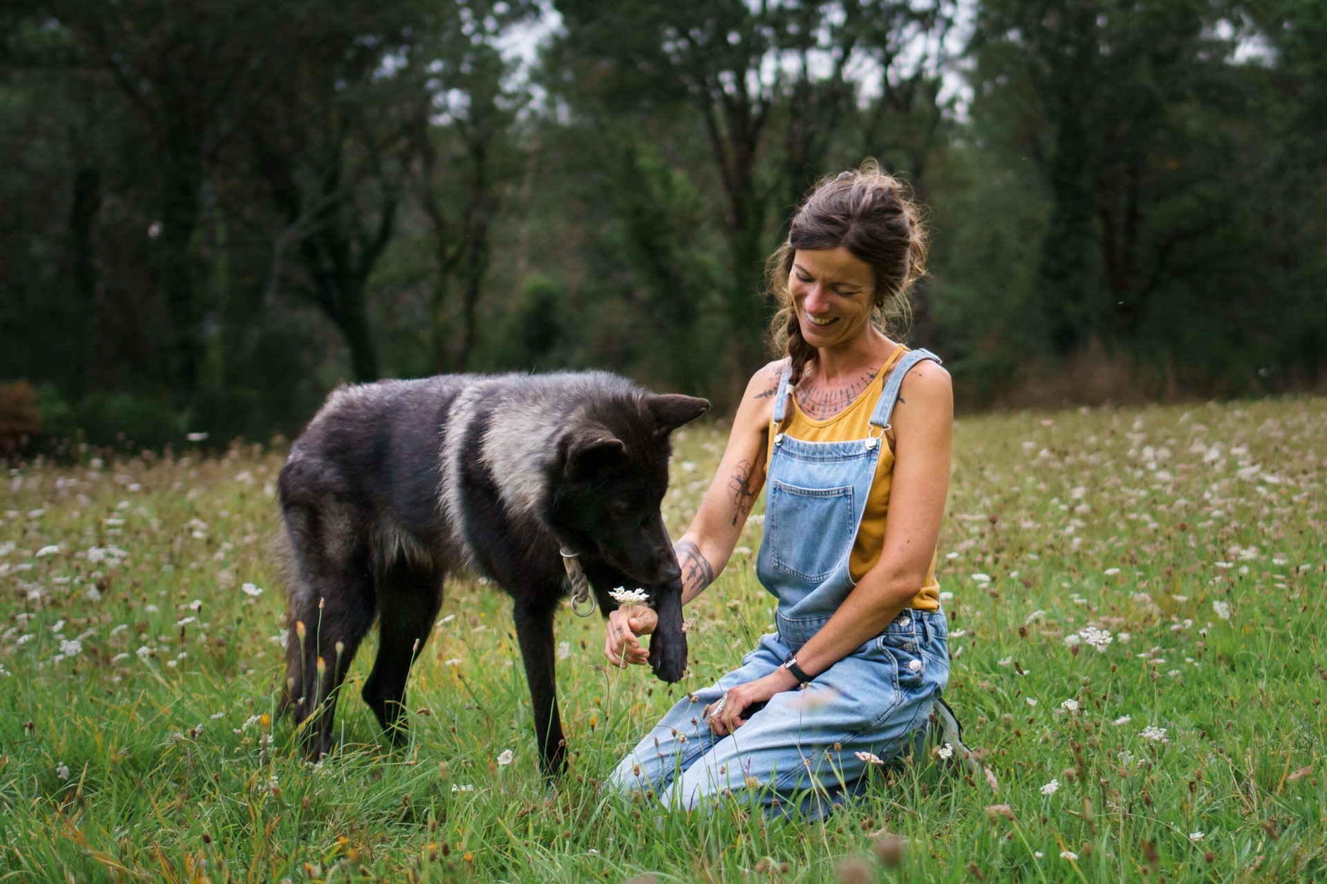 Educateur canin Morbihan Auray