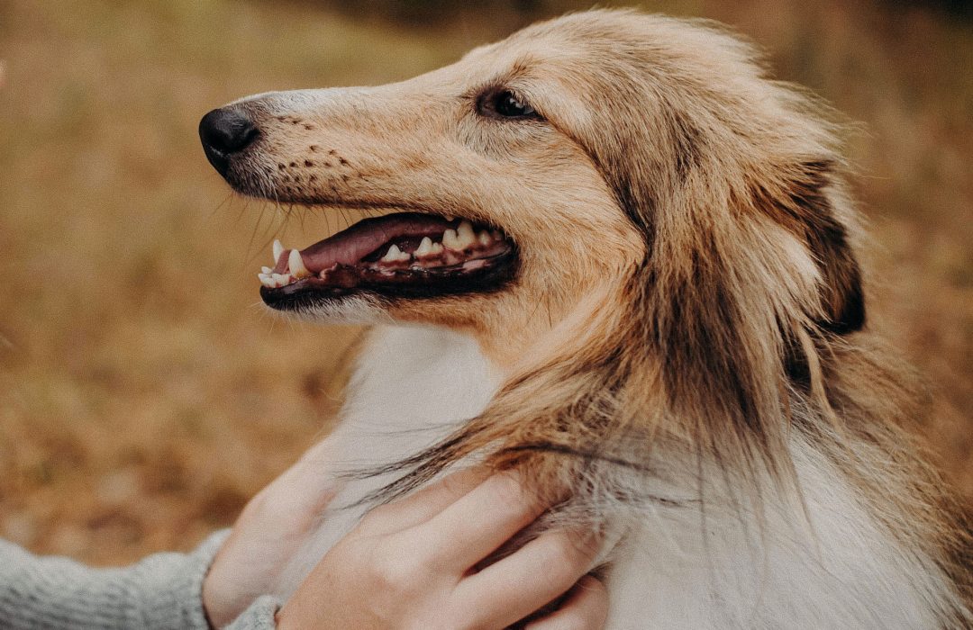 education-canine-auray-1