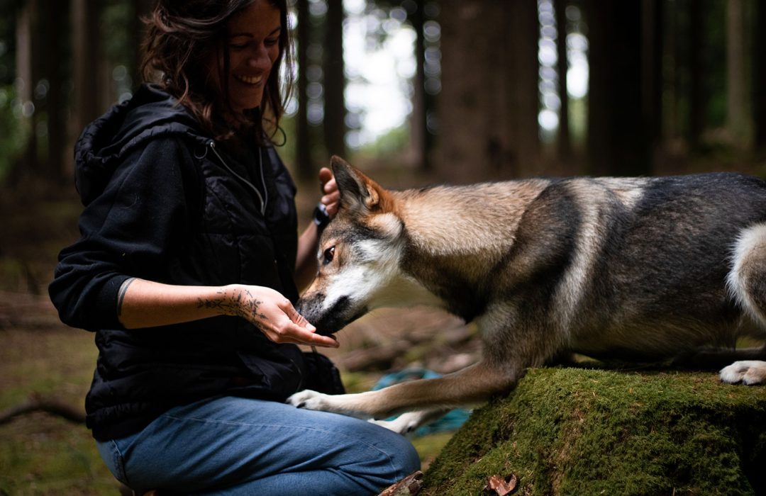 Education positive bisounours - Canitopia Educateur comportementaliste canin Belz Morbihan Bretagne