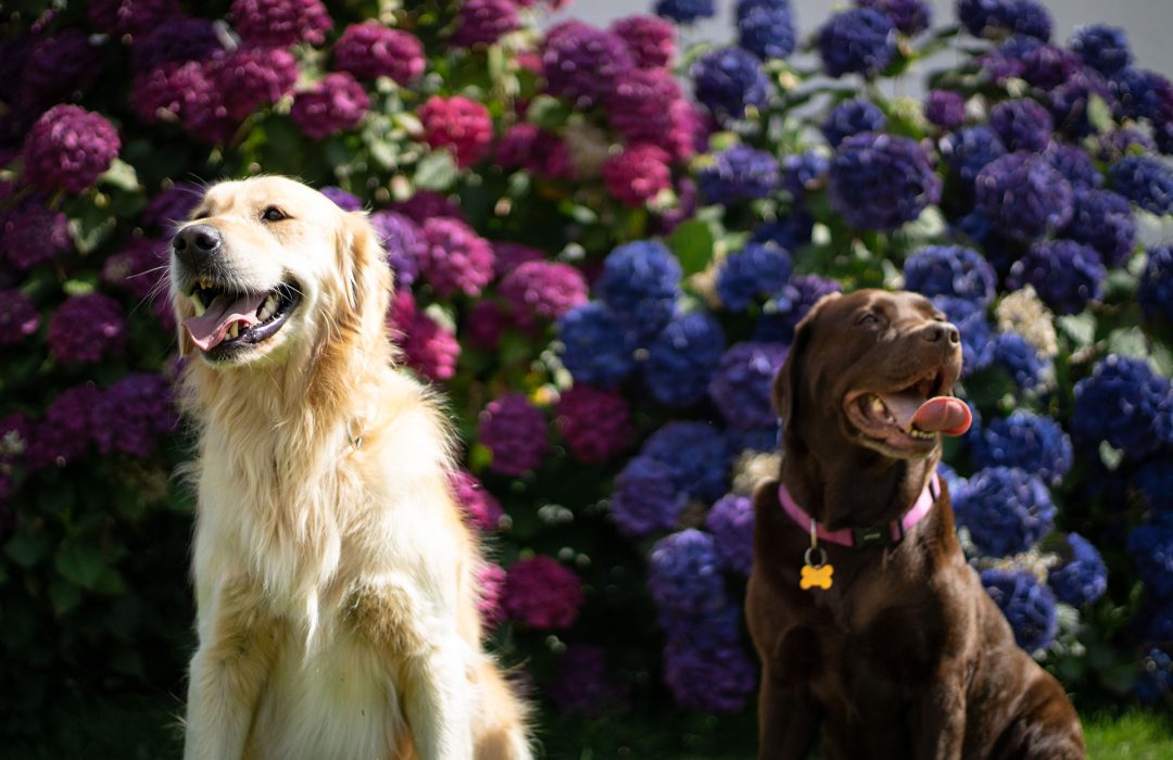 Les chiens ne parlent pas français - Canitopia Educateur canin Belz Morbihan Bretagne