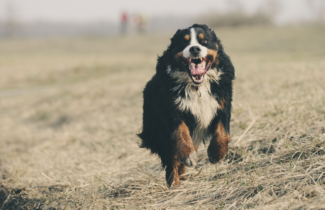 mon-chien-est-gentil